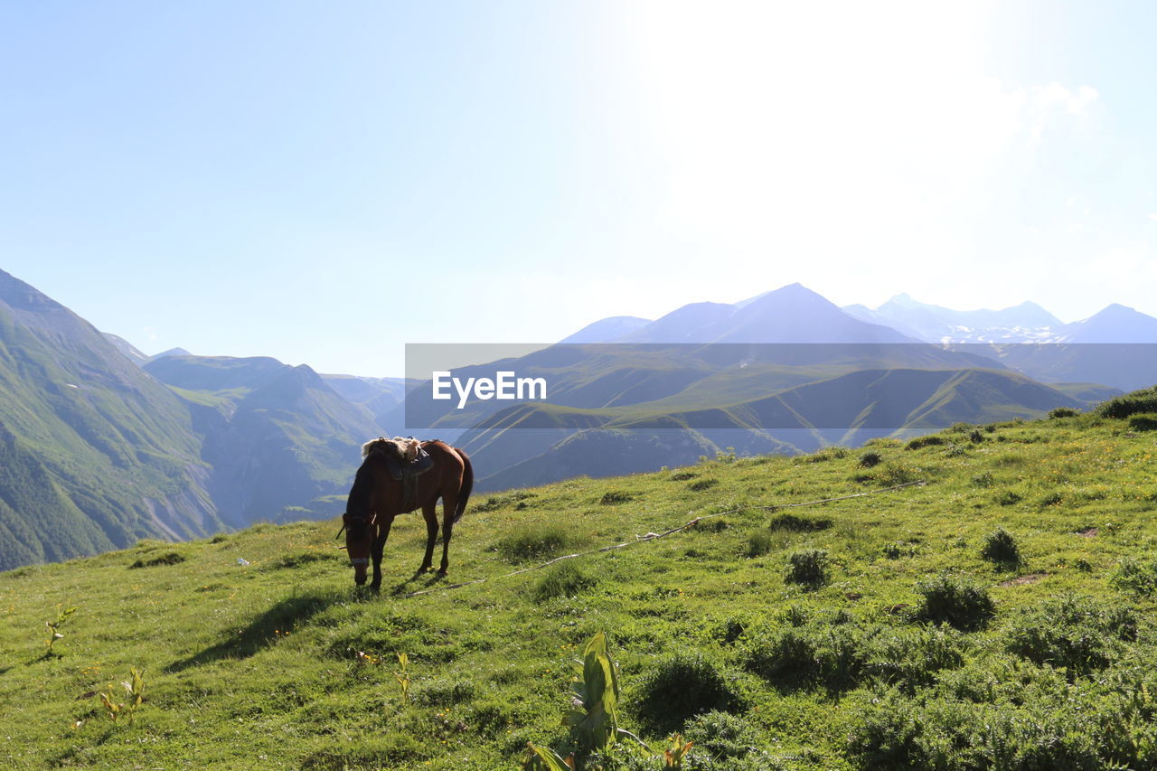 COWS GRAZING ON MOUNTAIN AGAINST SKY