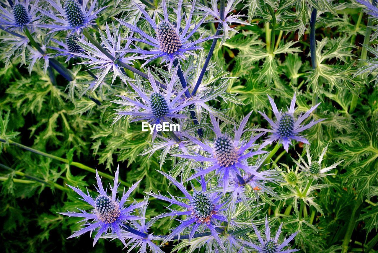High angle view of purple eryngium