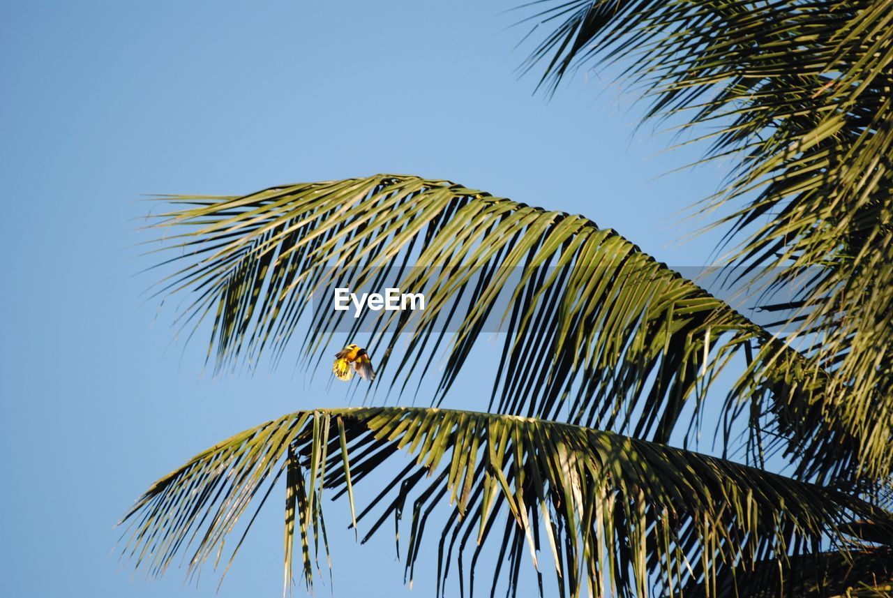 palm tree, tree, tropical climate, palm leaf, plant, sky, nature, leaf, branch, clear sky, beauty in nature, low angle view, no people, blue, growth, plant part, tropical tree, outdoors, coconut palm tree, tranquility, day, tropics, borassus flabellifer, frond, sunny, wind, sunlight, green, scenics - nature