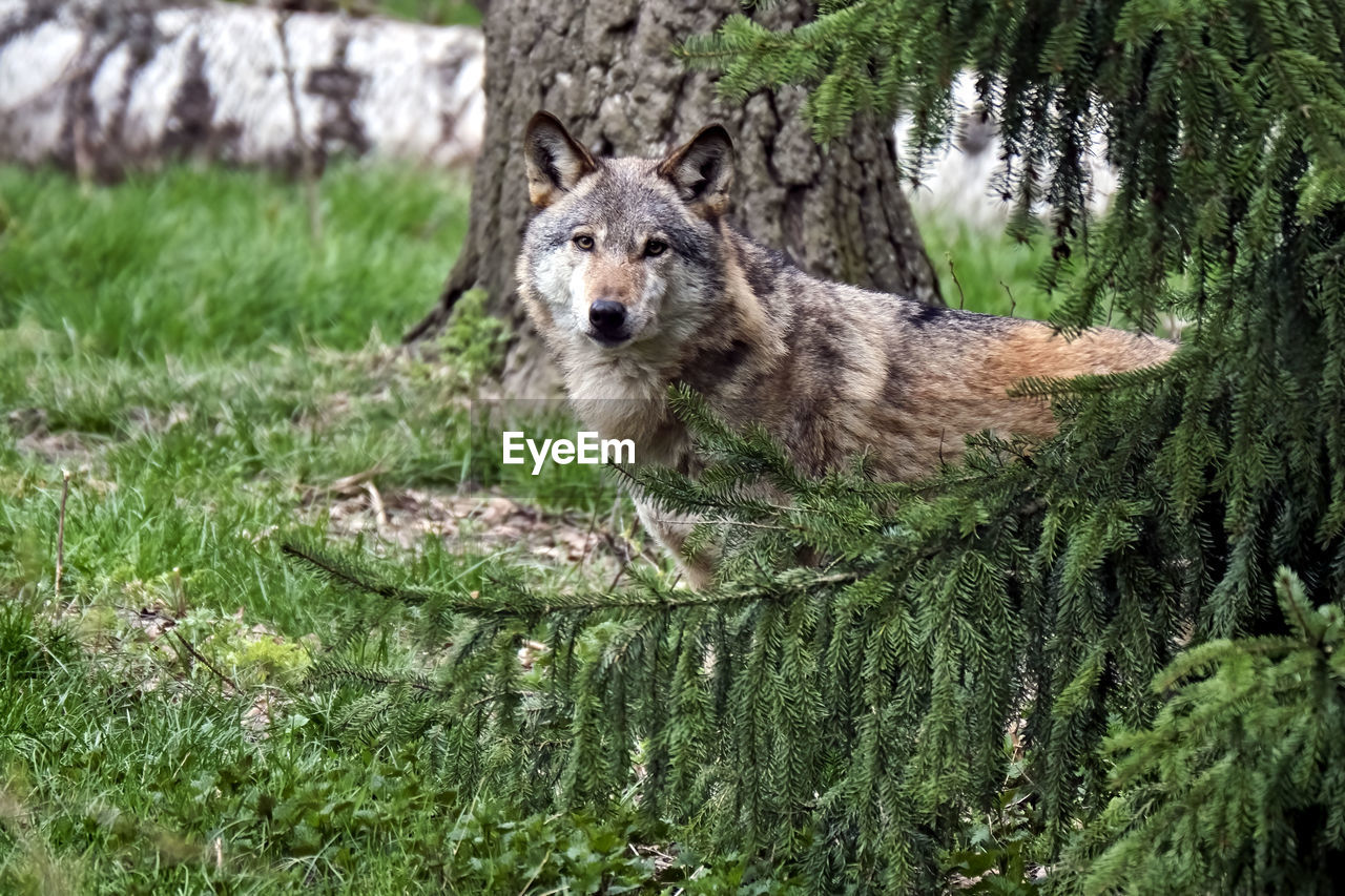 PORTRAIT OF AN ANIMAL