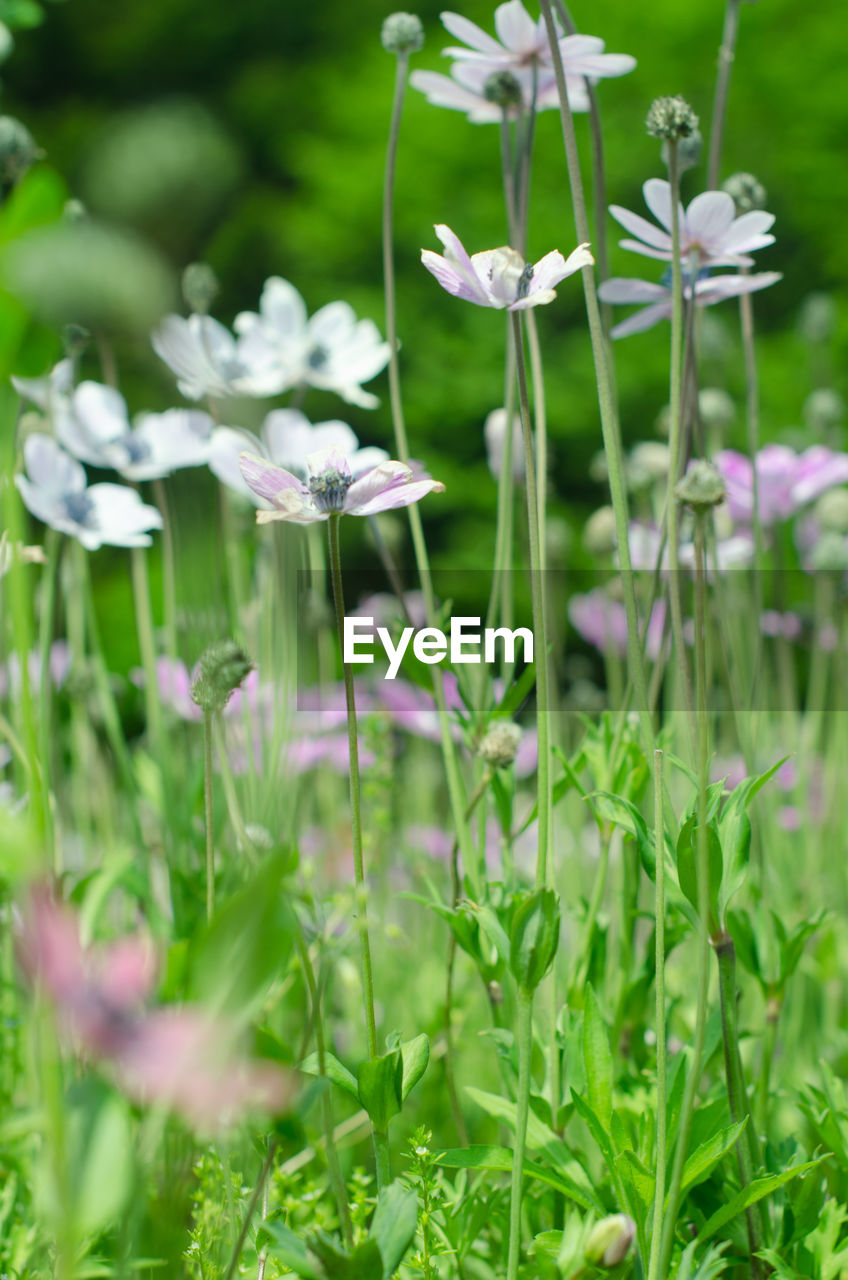 CLOSE-UP OF PURPLE FLOWERING PLANT