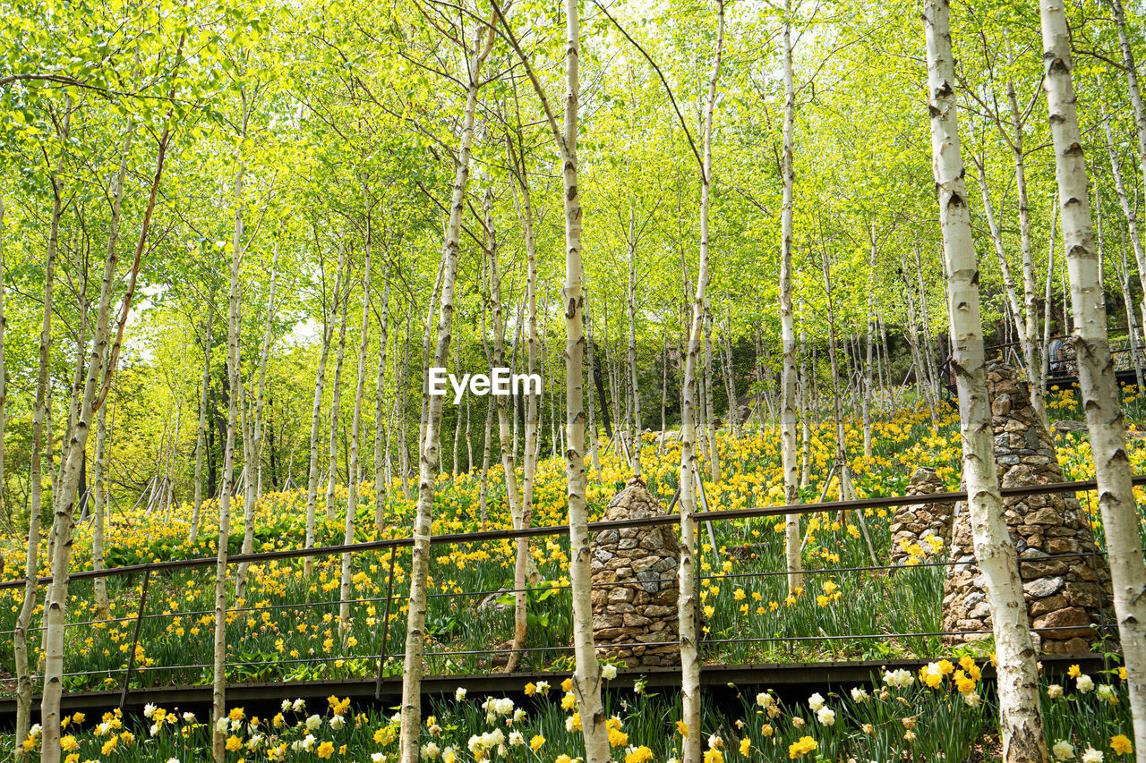 View of trees in forest