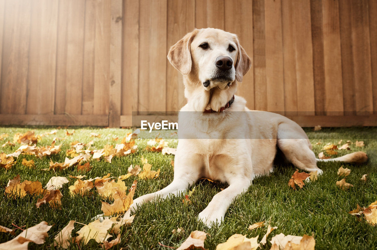 portrait of dog on grassy field