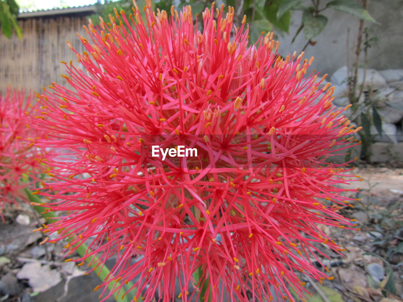 CLOSE-UP OF RED FLOWERS