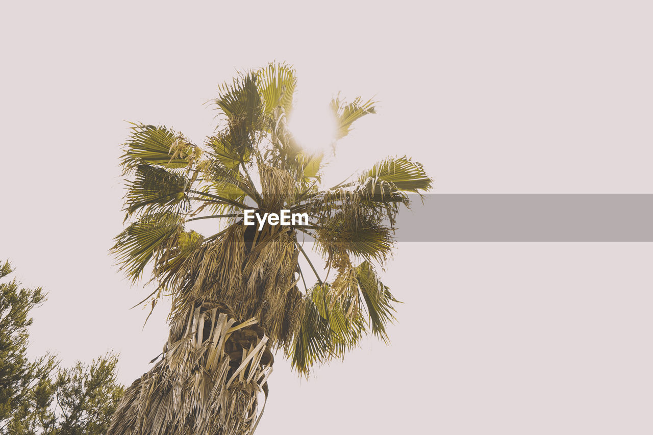 low angle view of palm trees against clear sky