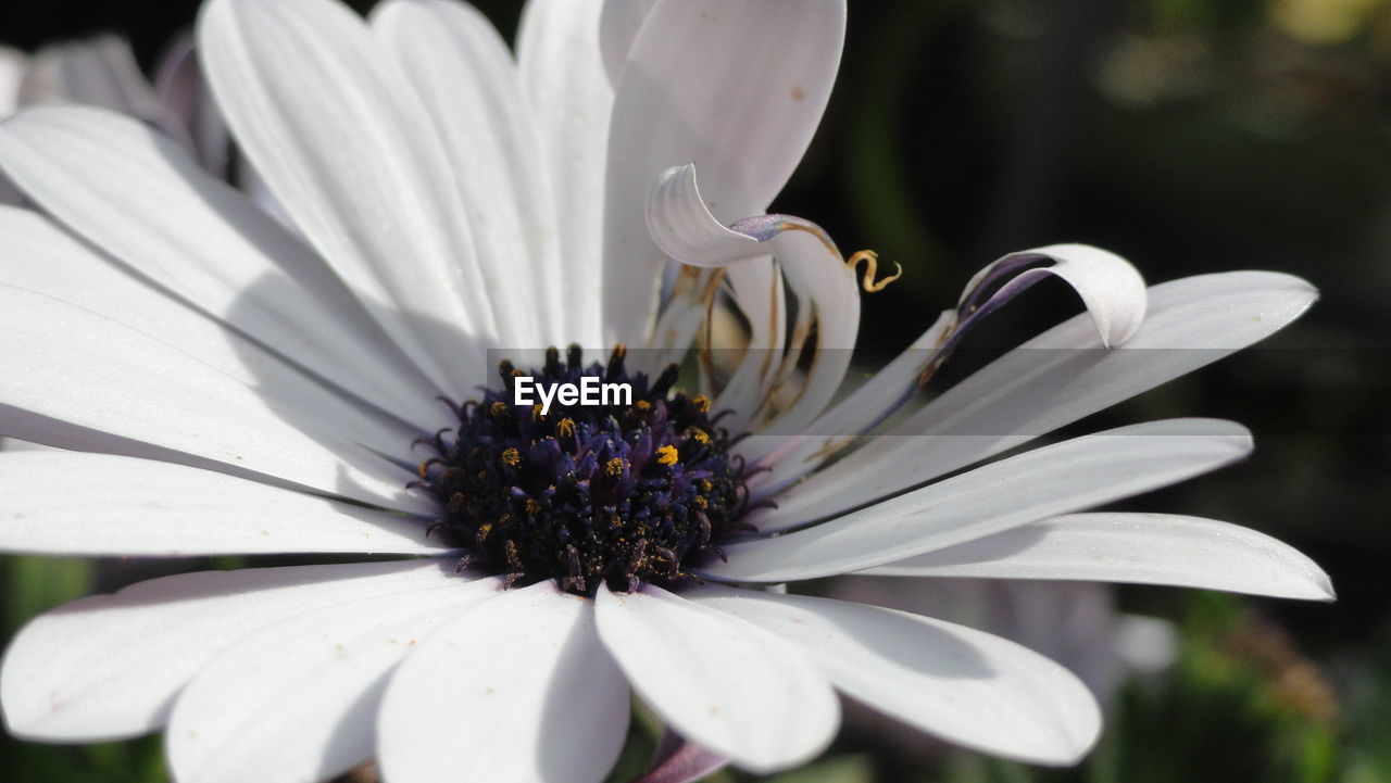 Close-up of white flower