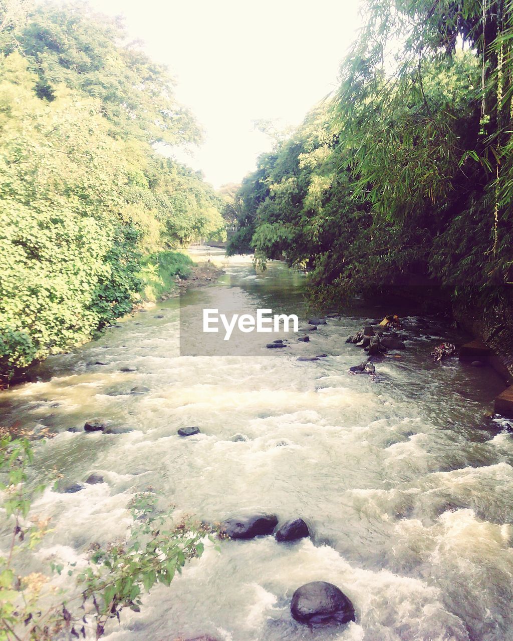 SCENIC VIEW OF RIVER FLOWING THROUGH FOREST