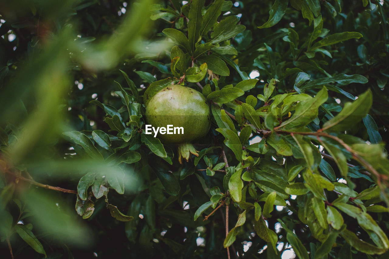 Close-up of fruits on tree