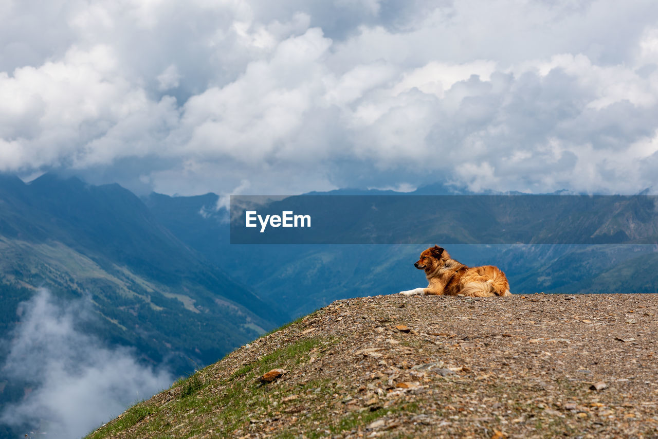 Watchdog in the mountains, dolomites south tyrol
