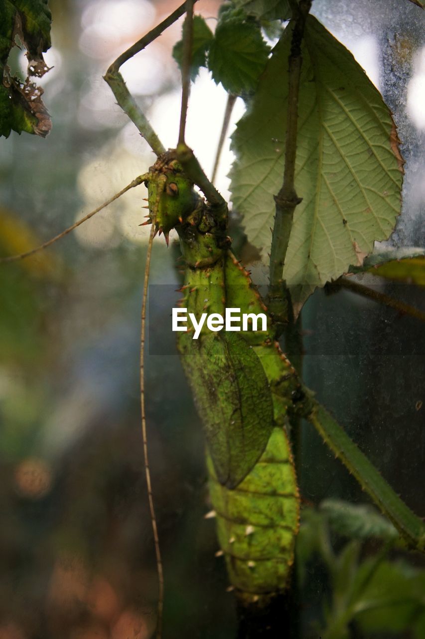 CLOSE-UP OF INSECT ON LEAF