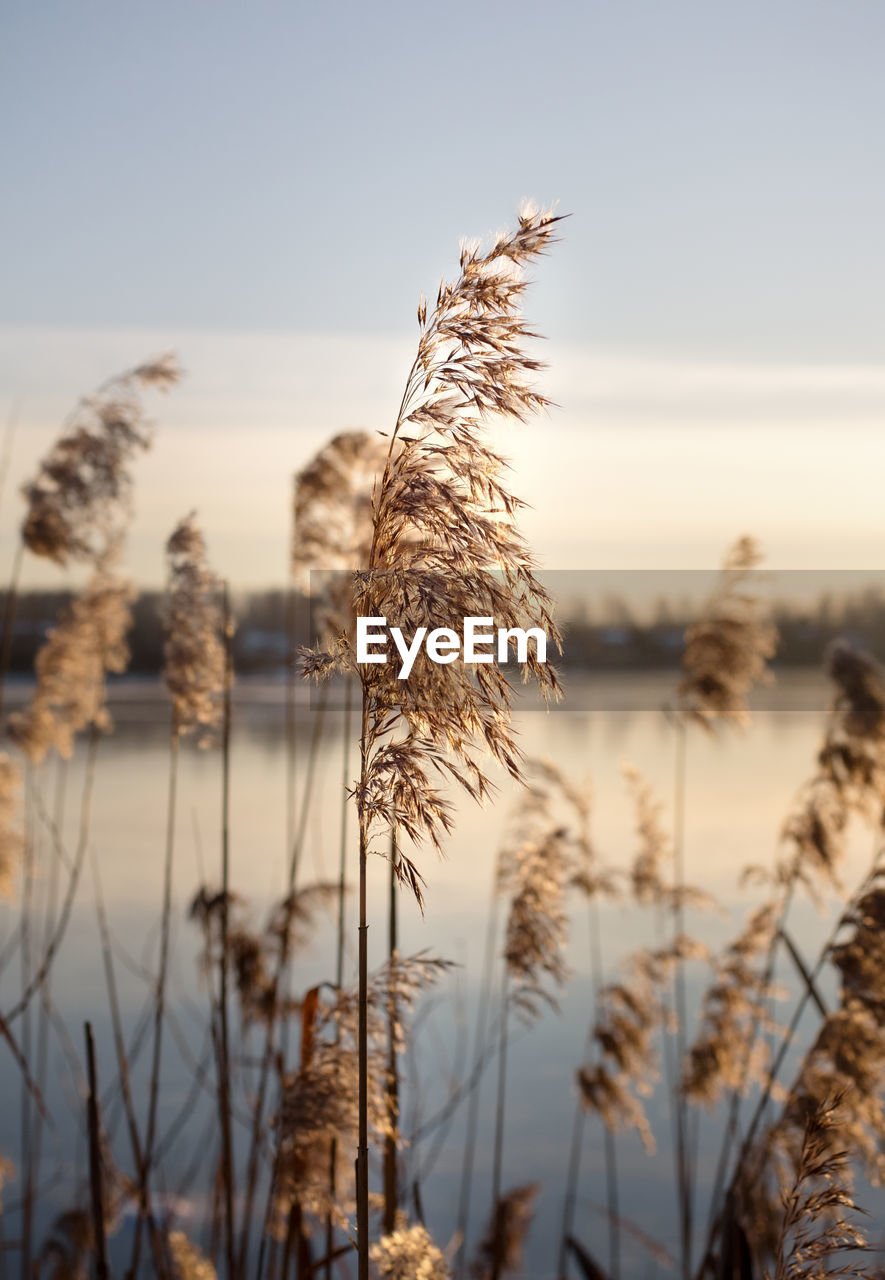 Close-up of stalks against calm lake during sunset