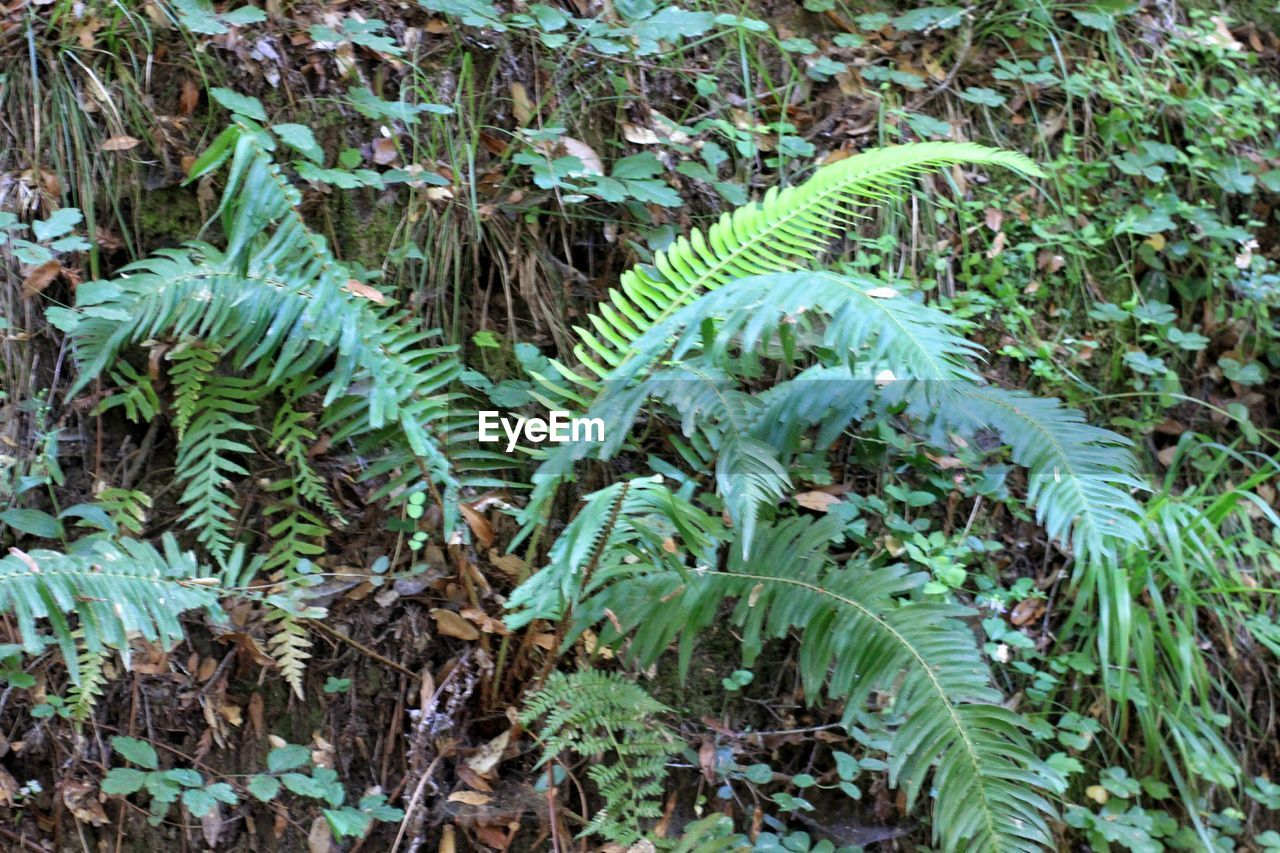 CLOSE-UP VIEW OF FERN