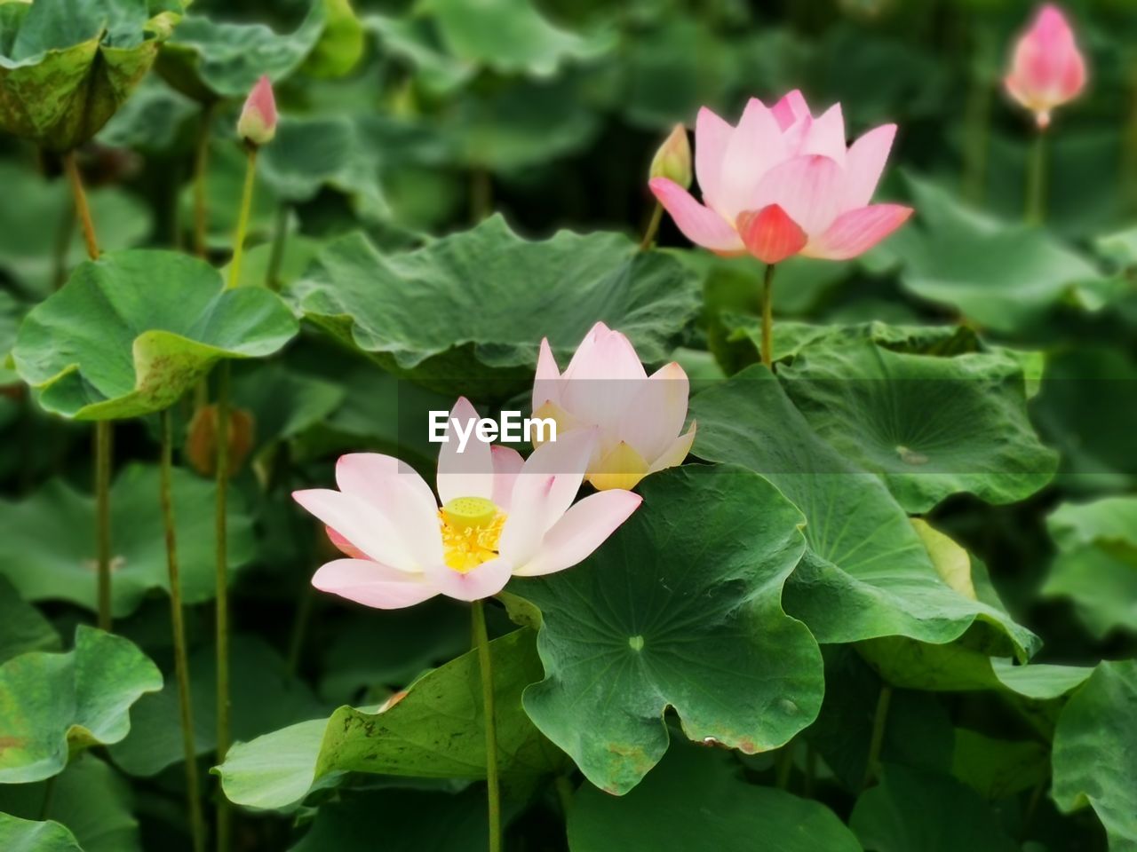 Close-up of pink lotus water lily on leaves