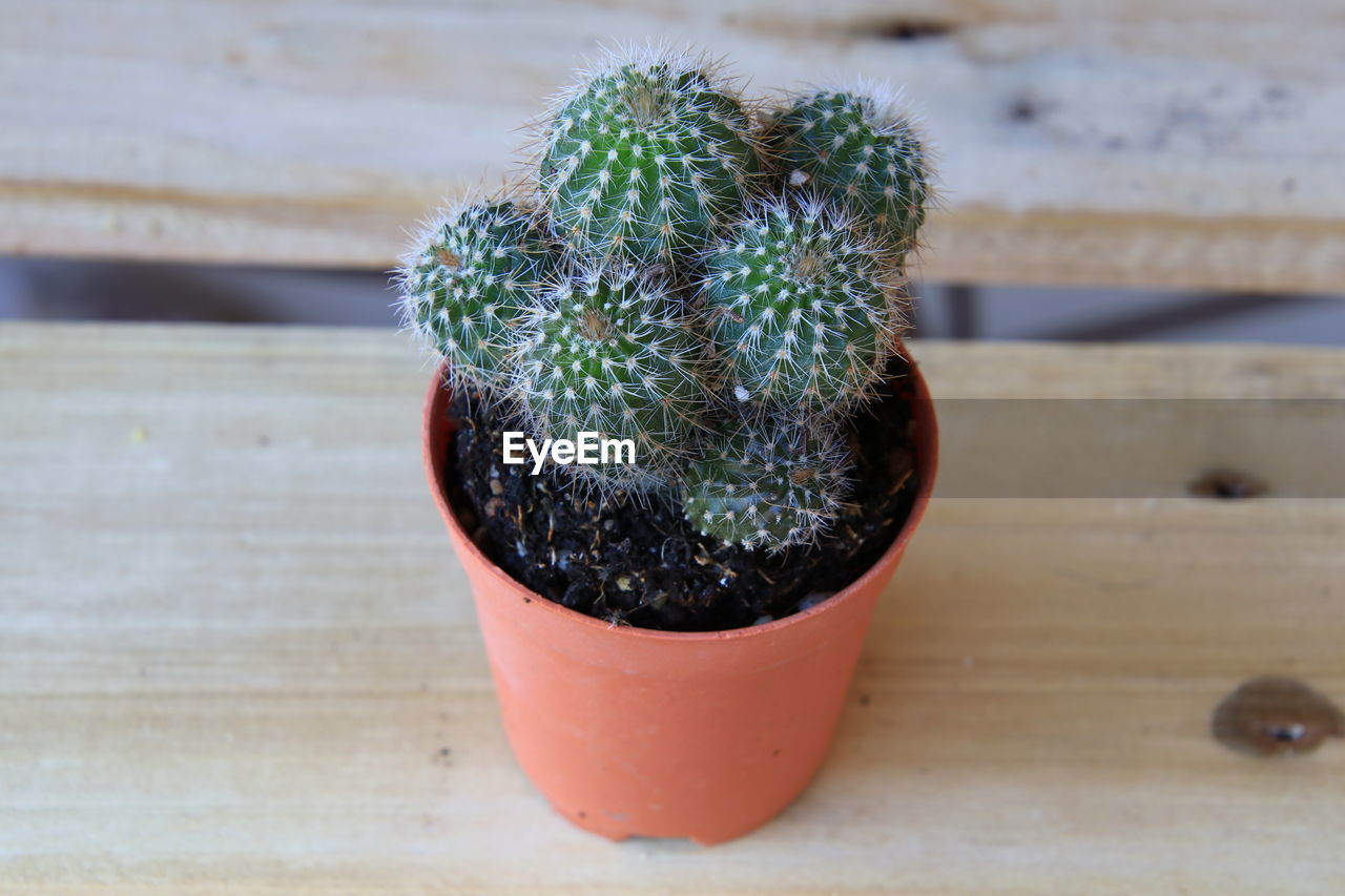 Close-up of potted plant on table