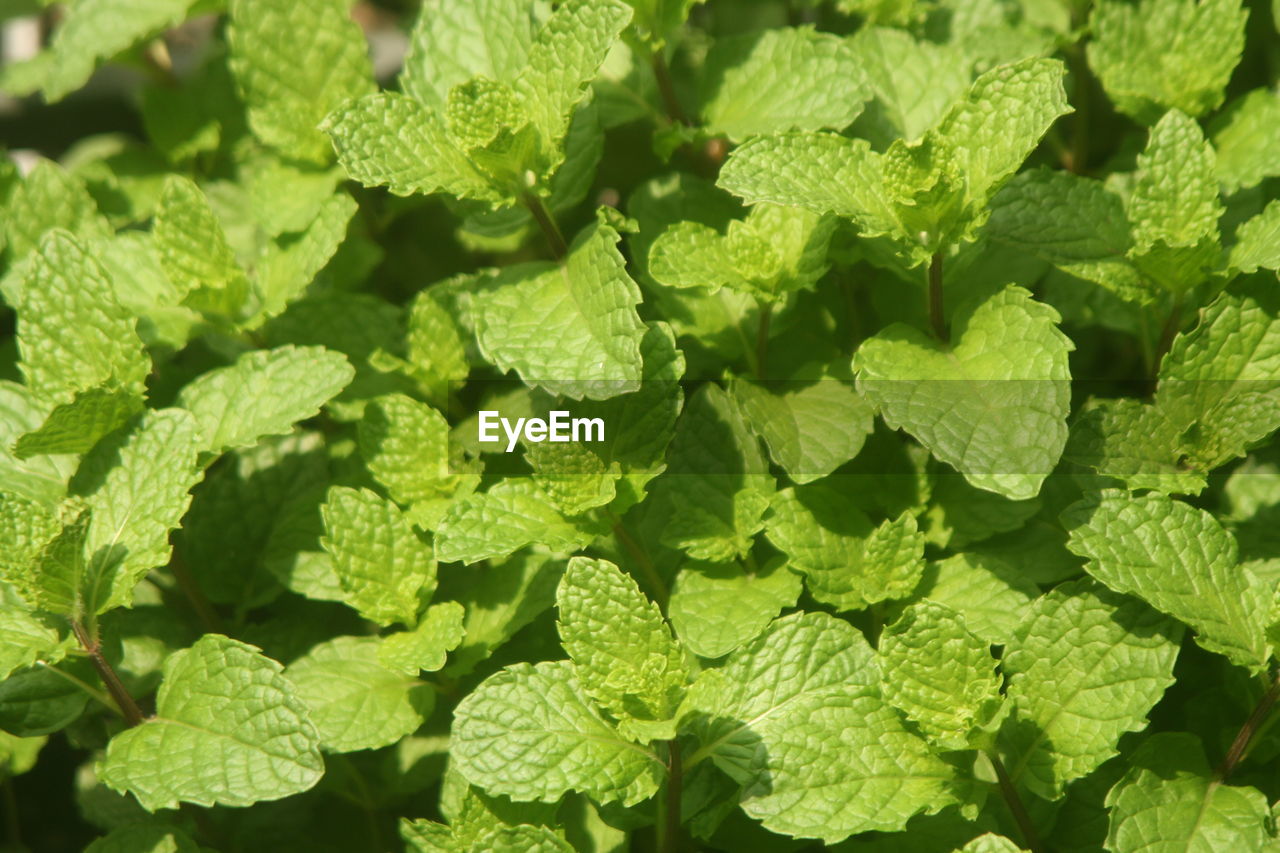 Peppermint is a scented perennial