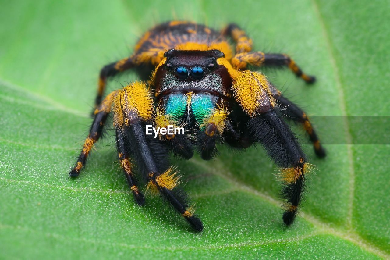 CLOSE-UP OF SPIDER ON WEB