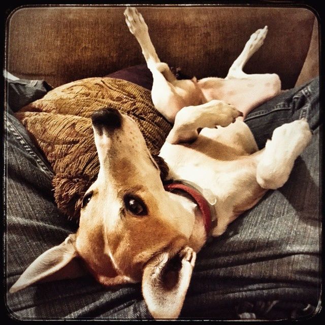 DOG RESTING ON SOFA