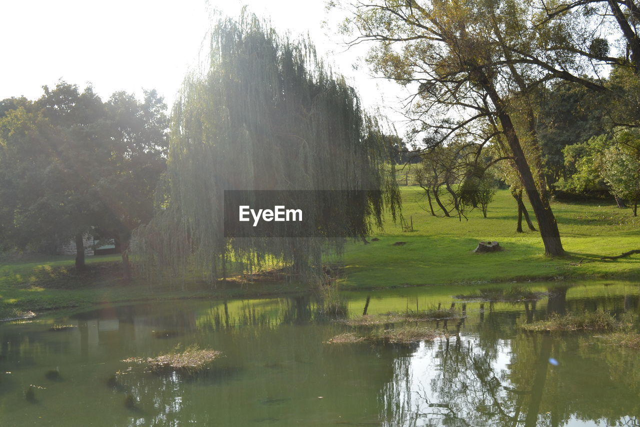 REFLECTION OF TREES ON LAKE