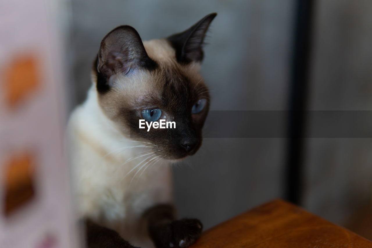 Close-up of cat looking away