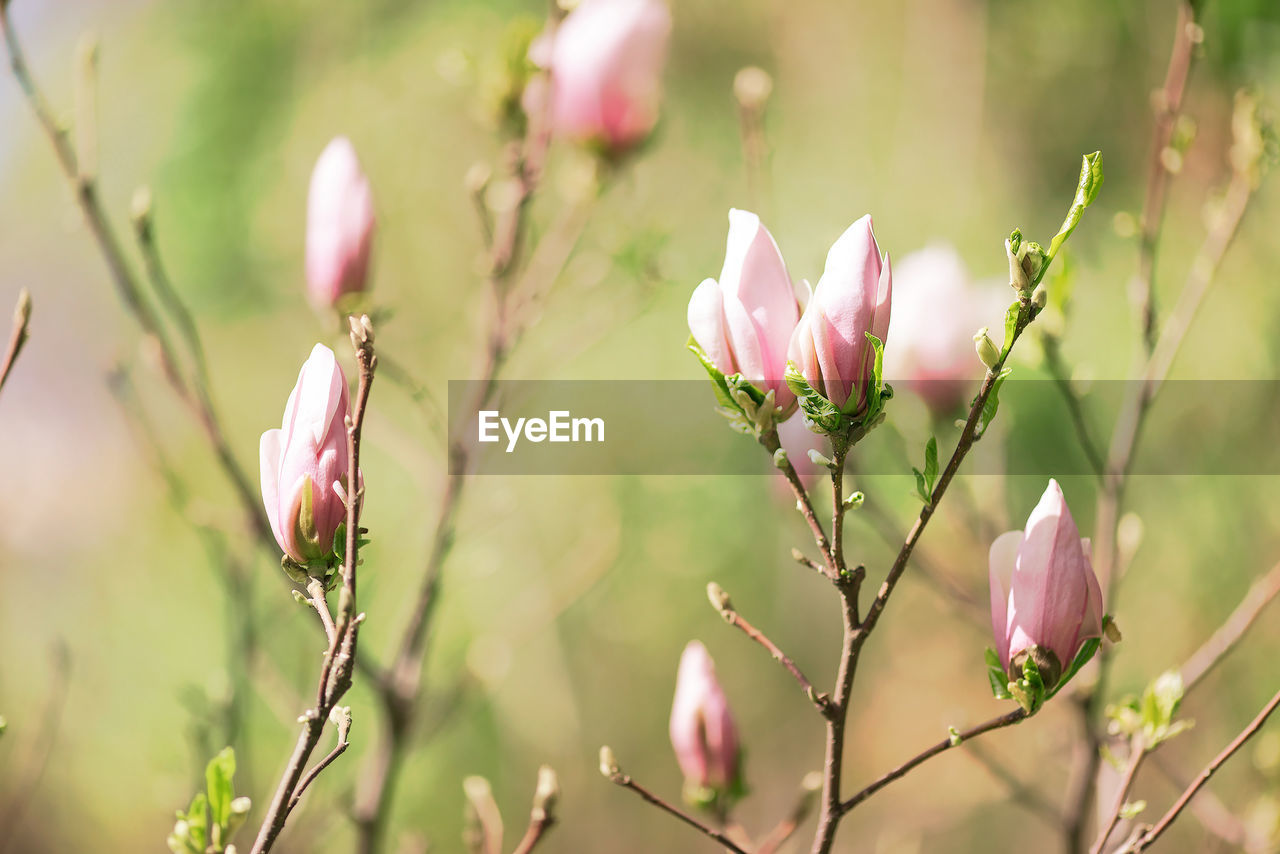 CLOSE-UP OF PINK FLOWERS