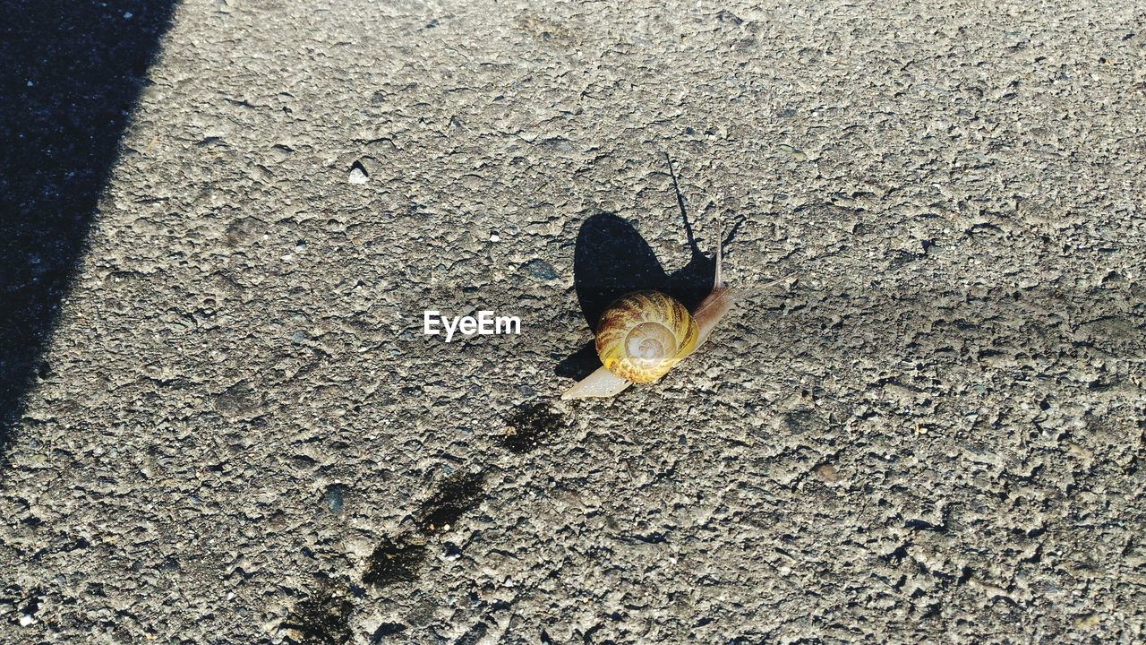 HIGH ANGLE VIEW OF BIRD IN ROAD