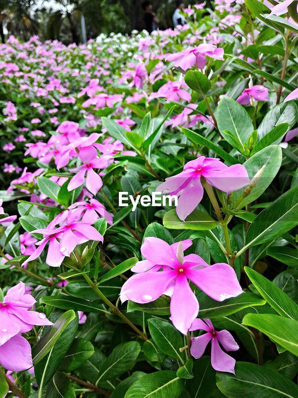 CLOSE-UP OF PINK FLOWERS BLOOMING