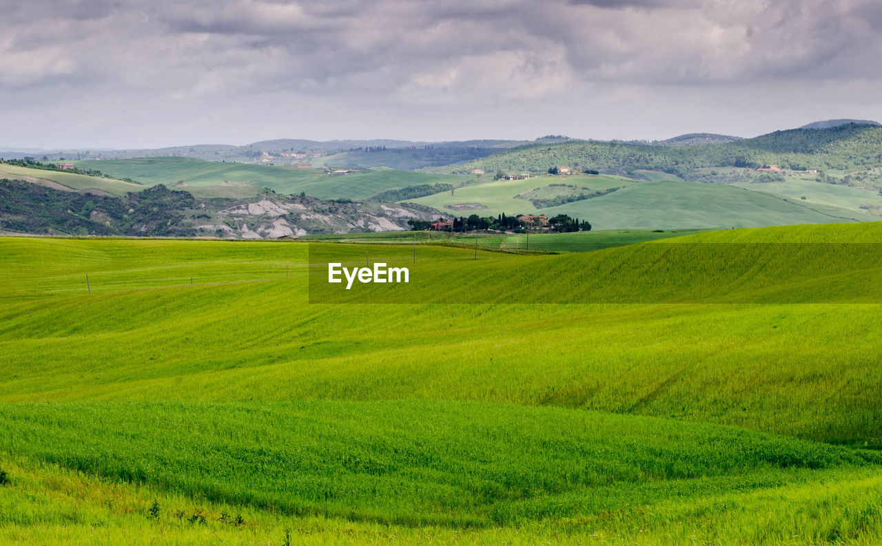 Scenic view of agricultural field against sky