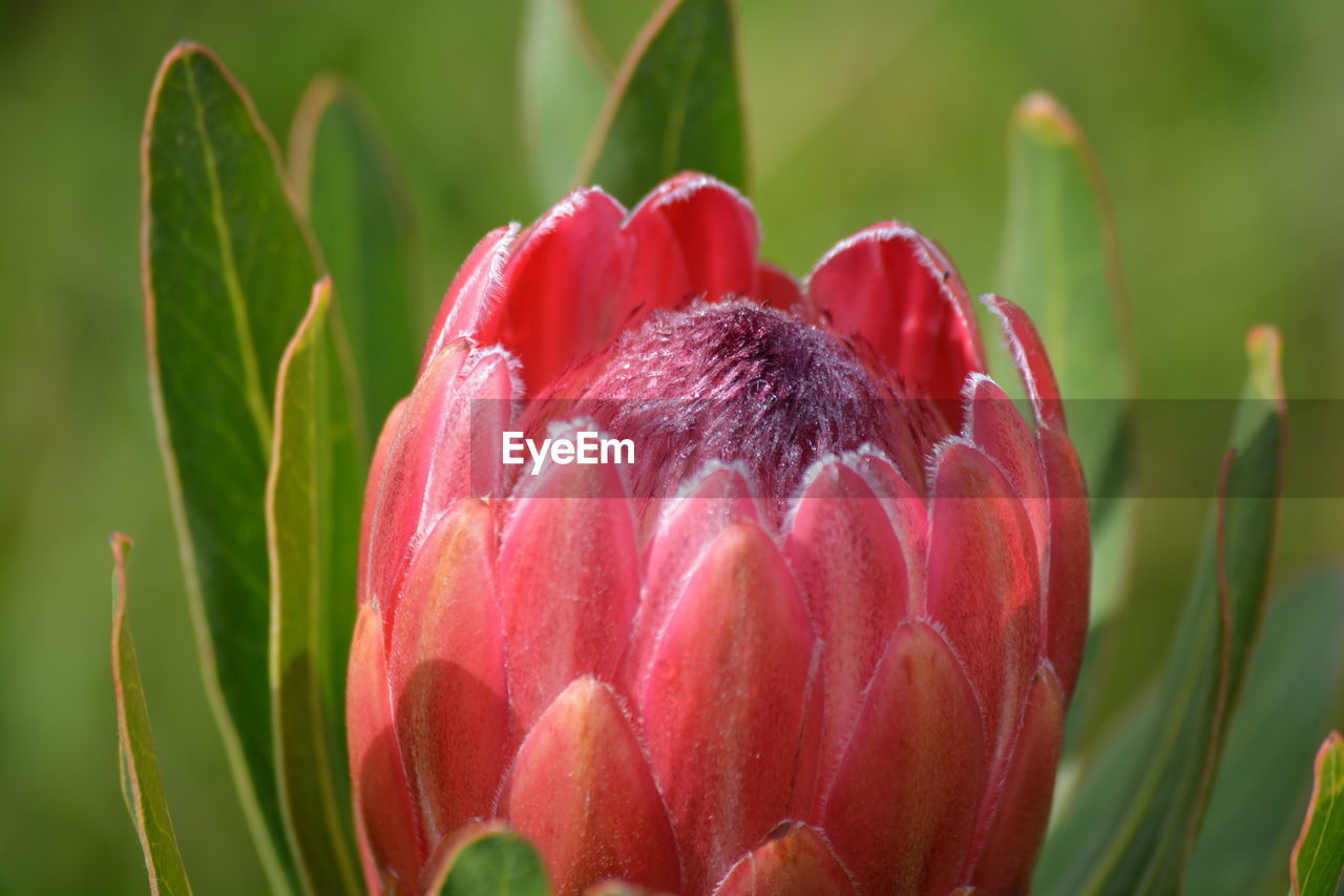 Close-up of pink protea