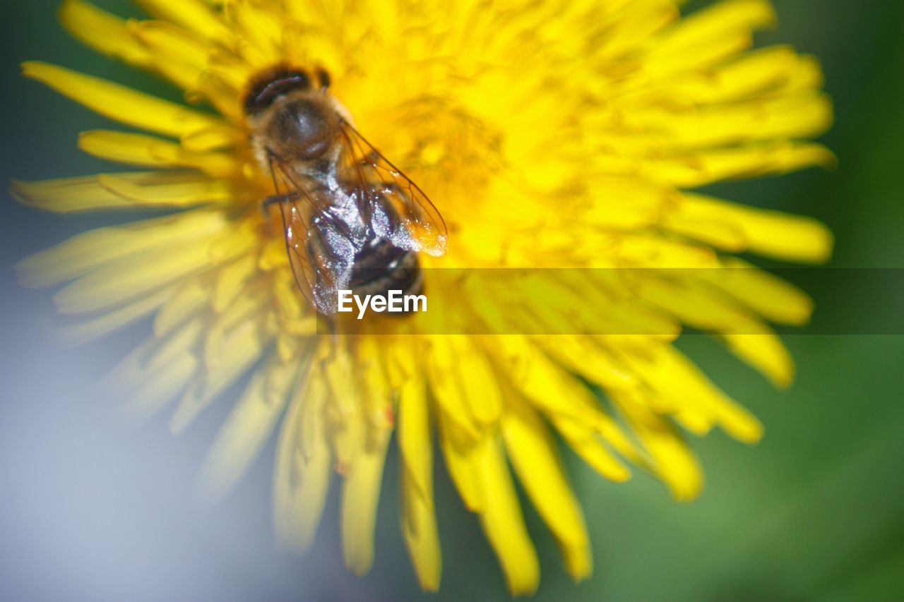 MACRO SHOT OF INSECT ON YELLOW FLOWER