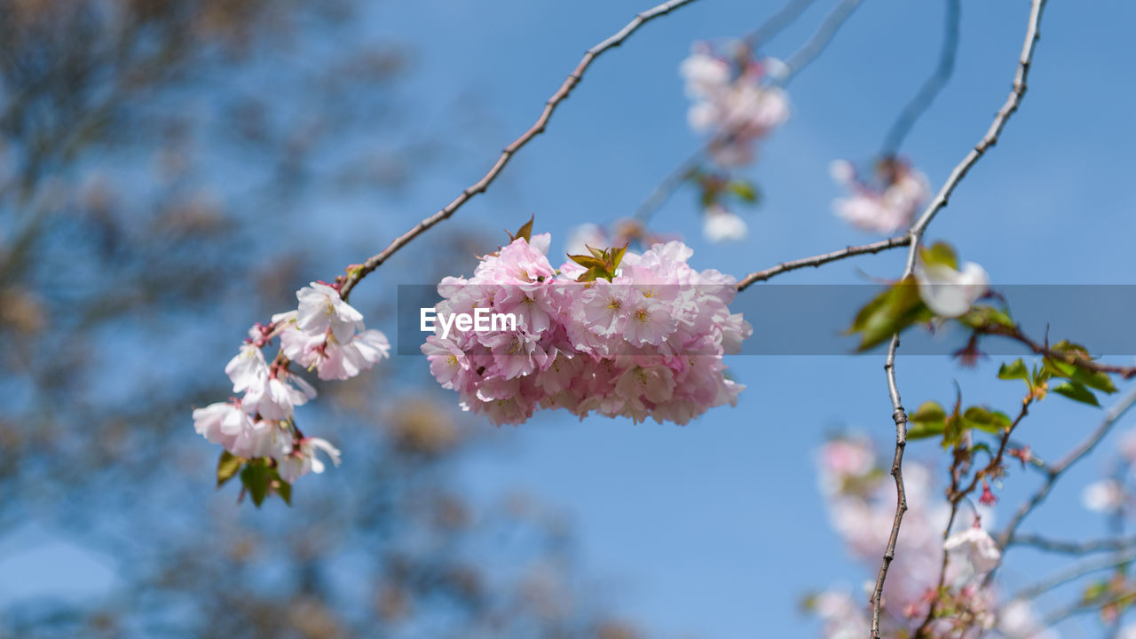 Close-up of cherry blossoms in spring