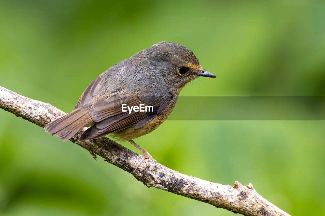 animal themes, animal, bird, animal wildlife, wildlife, one animal, beak, nature, perching, branch, plant, tree, green background, full length, focus on foreground, beauty in nature, robin, no people, side view, songbird, close-up, outdoors, day, colored background, insect, environment, grass, multi colored, green, outdoor pursuit, worm, blackbird