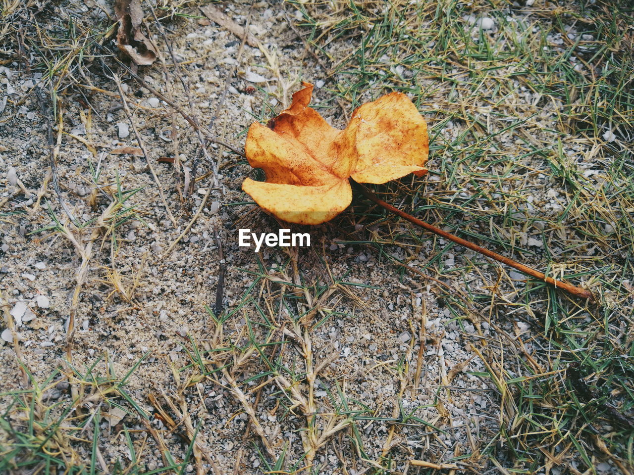 High angle view of dry leaf on field