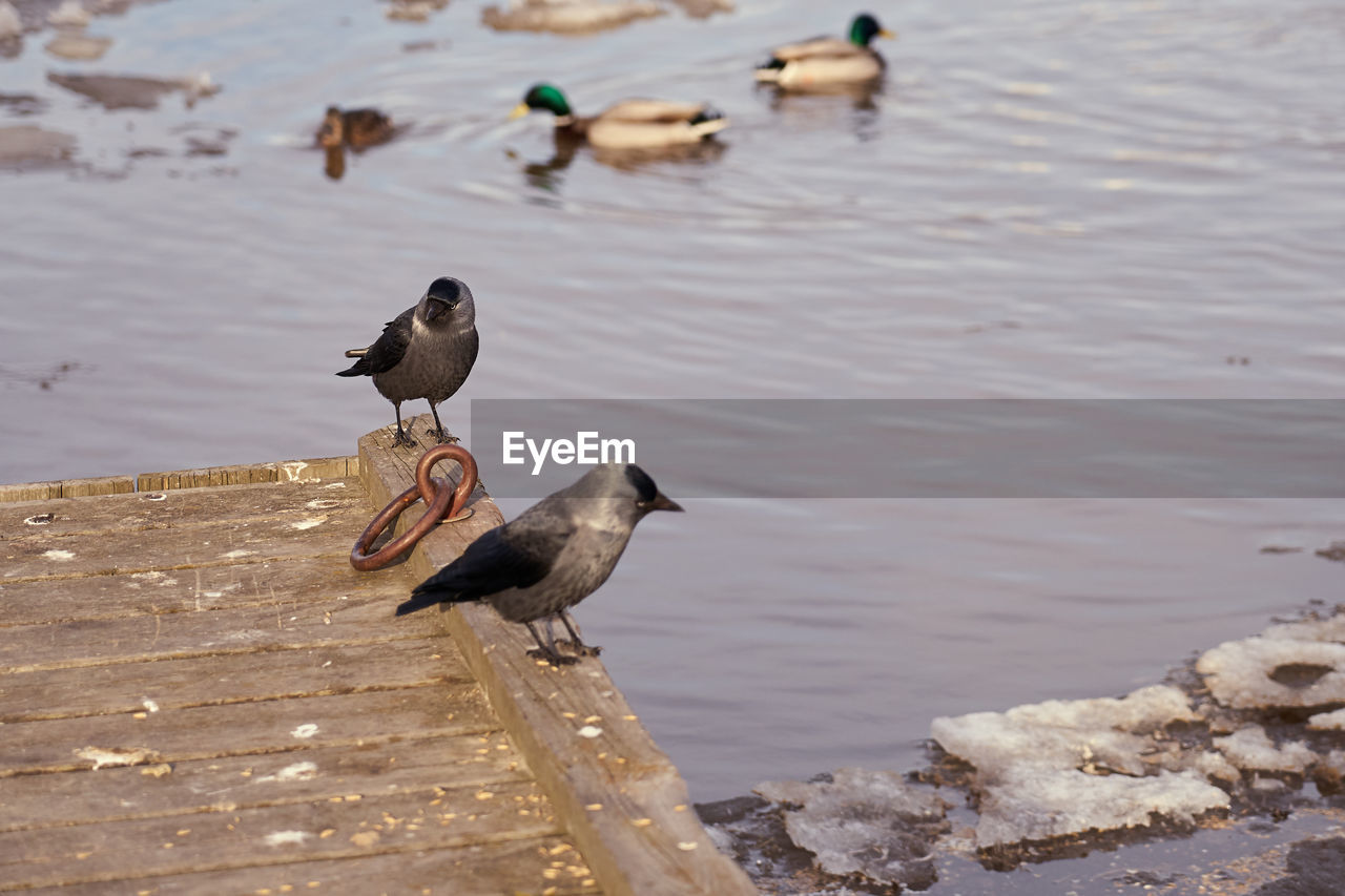 High angle view of birds perching on lake