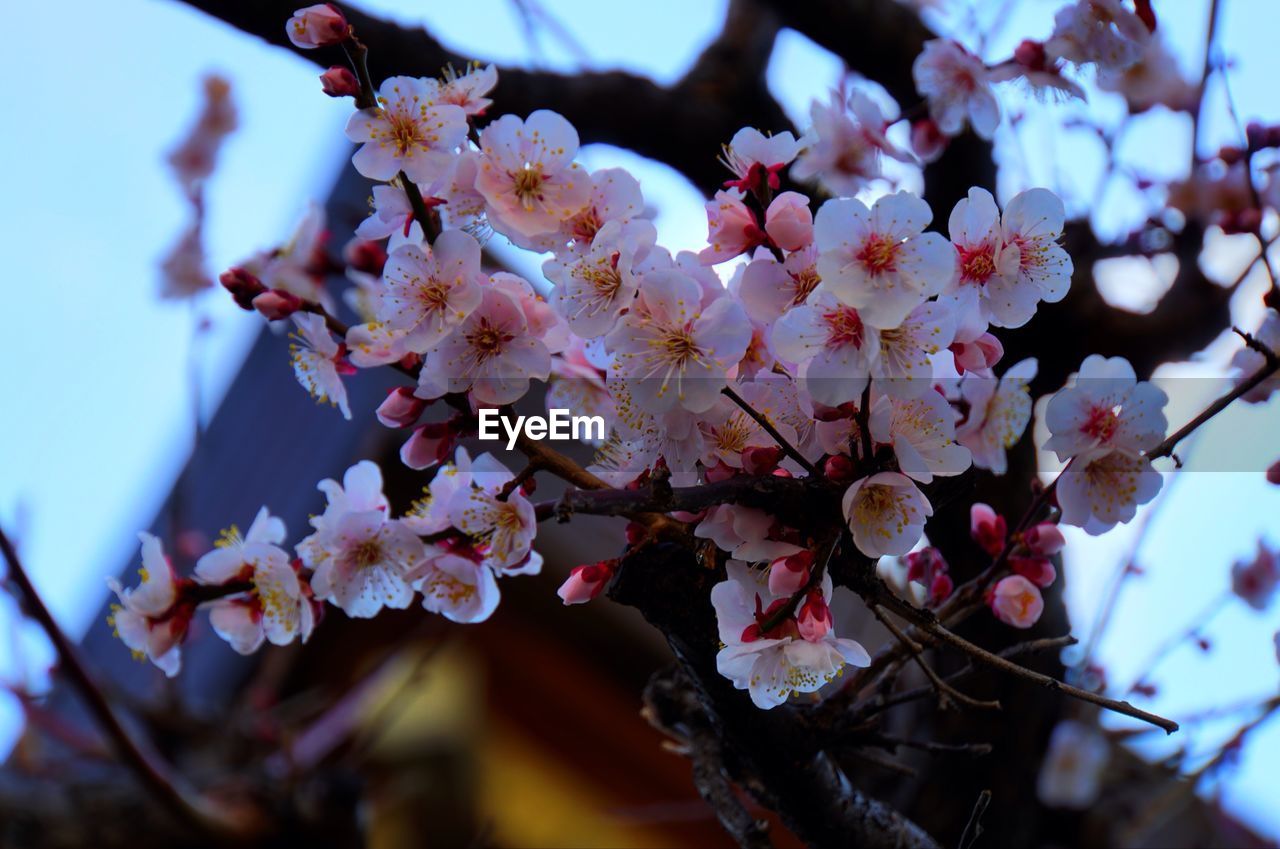 LOW ANGLE VIEW OF PINK FLOWERS ON TREE