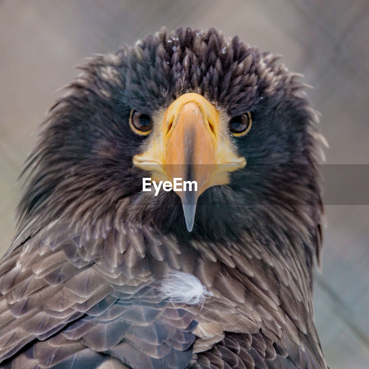 Close-up portrait of a eagle