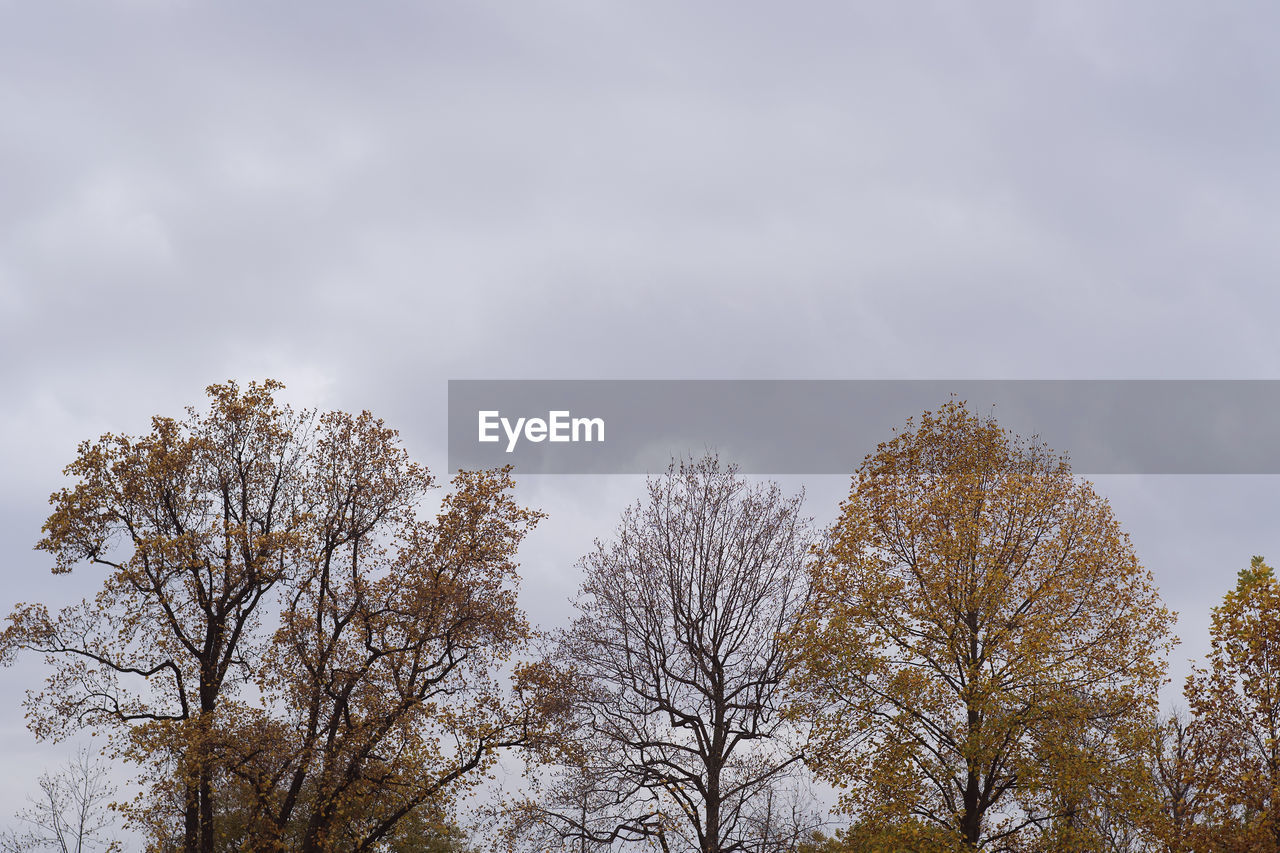 Low angle view of autumn trees growing against sky