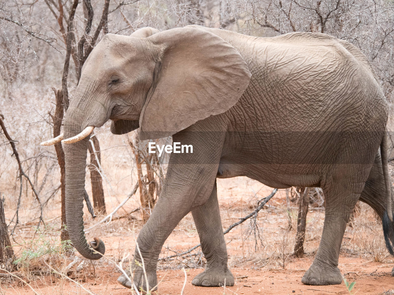 VIEW OF ELEPHANT DRINKING FROM A TREE