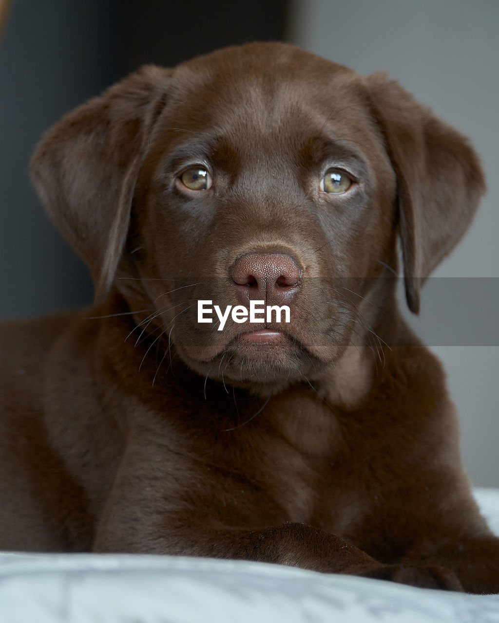 PORTRAIT OF DOG LOOKING AWAY