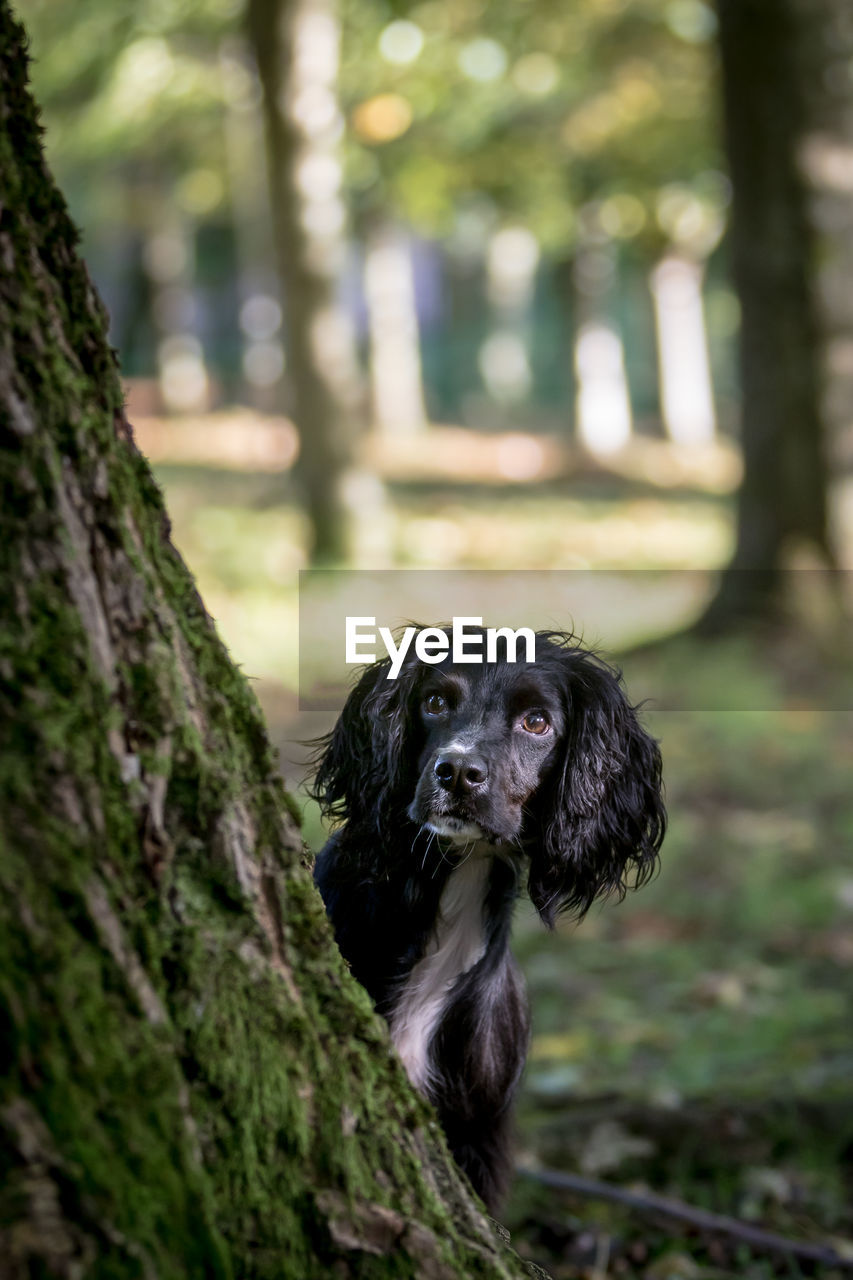 PORTRAIT OF BLACK DOG AGAINST TREE TRUNK