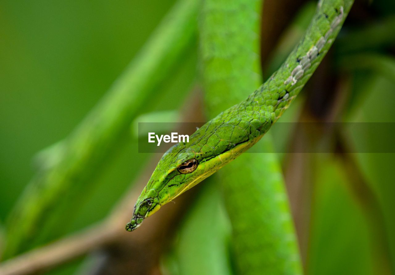 animal themes, animal, green, animal wildlife, one animal, reptile, wildlife, plant, lizard, nature, anole, macro photography, environment, close-up, no people, camouflage, grass, plant part, rainforest, leaf, gecko, tree, tropical climate, land, forest, animal body part, outdoors, plant stem, environmental conservation, flower, snake, day, lush foliage, beauty in nature, foliage, social issues, insect