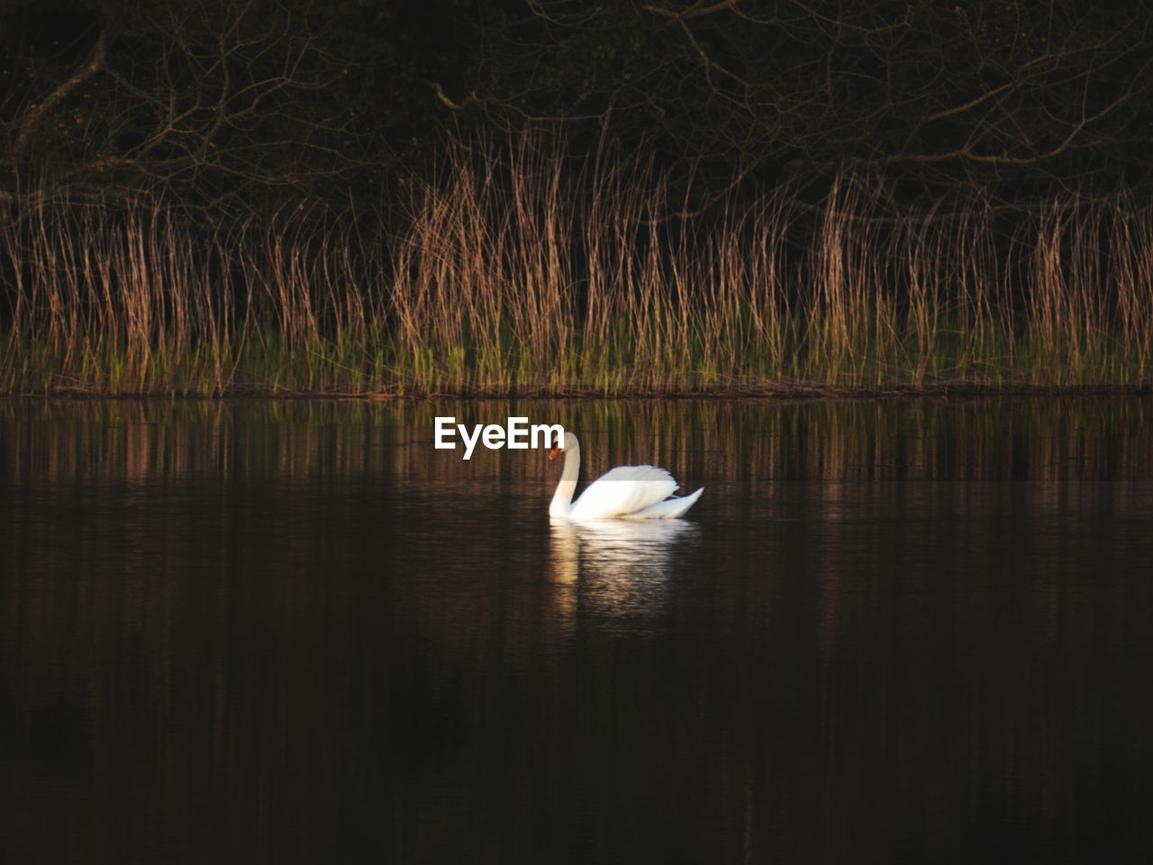 SWAN FLOATING ON A LAKE