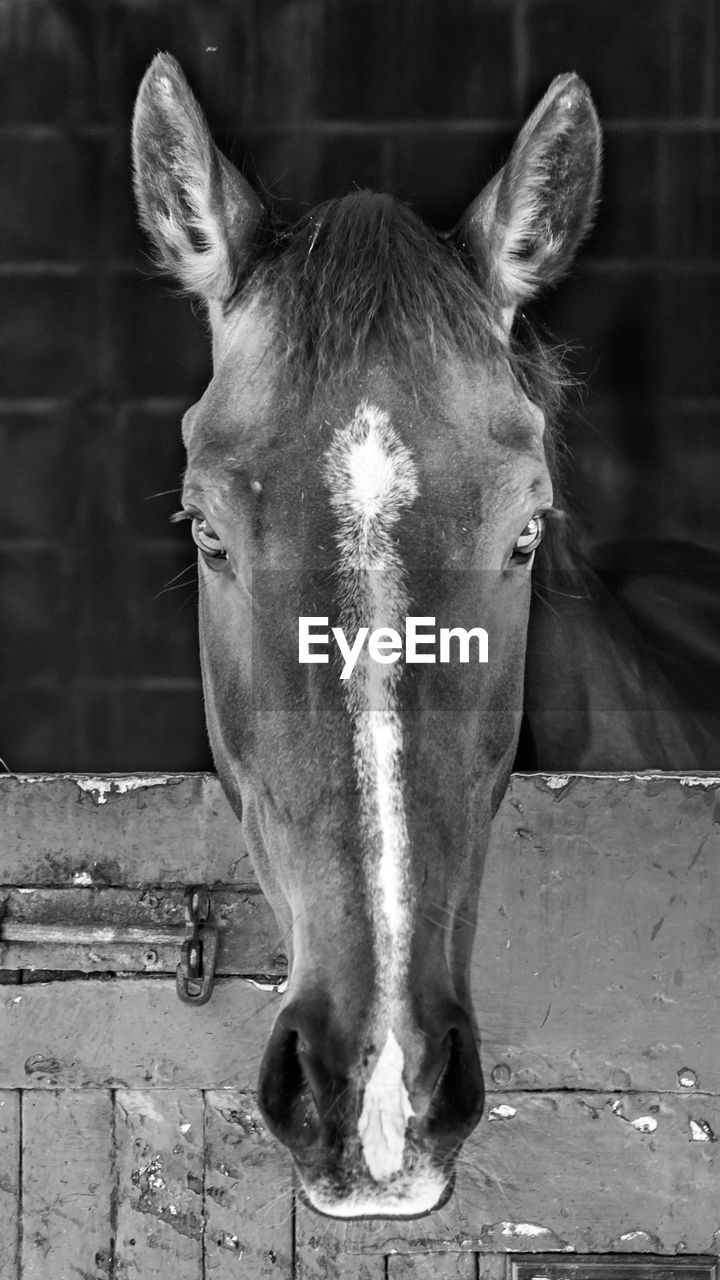 CLOSE-UP PORTRAIT OF HORSE