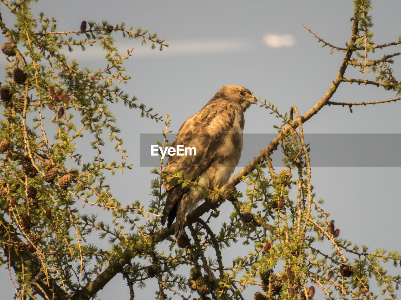 Low angle view of buzzard perching on tree against sky