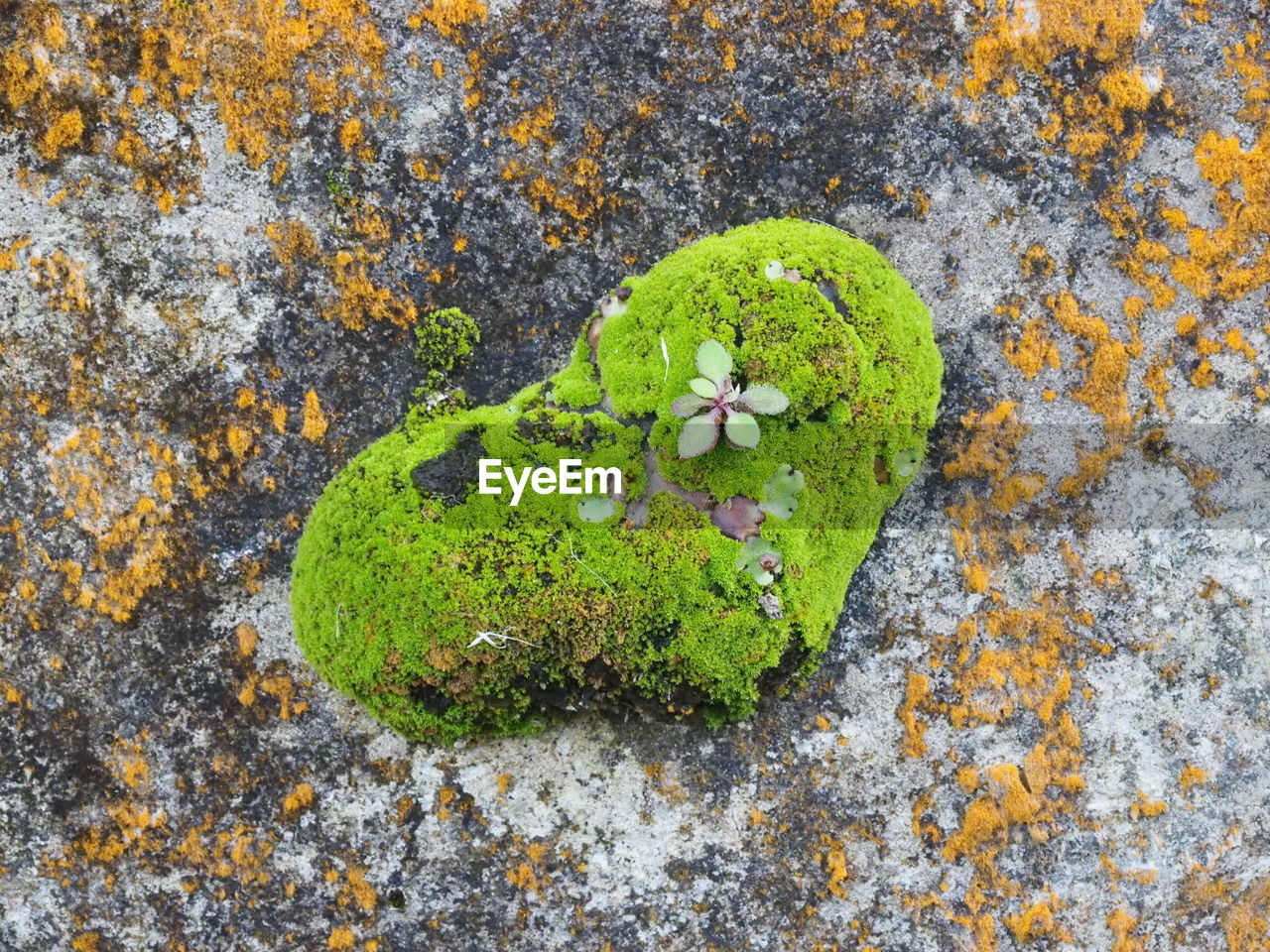 HIGH ANGLE VIEW OF LICHEN ON MOSS GROWING ON PLANT