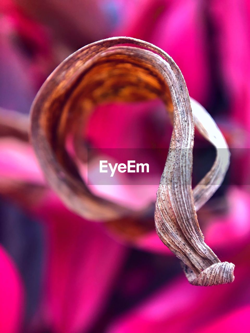 MACRO SHOT OF PINK SPIRAL METAL