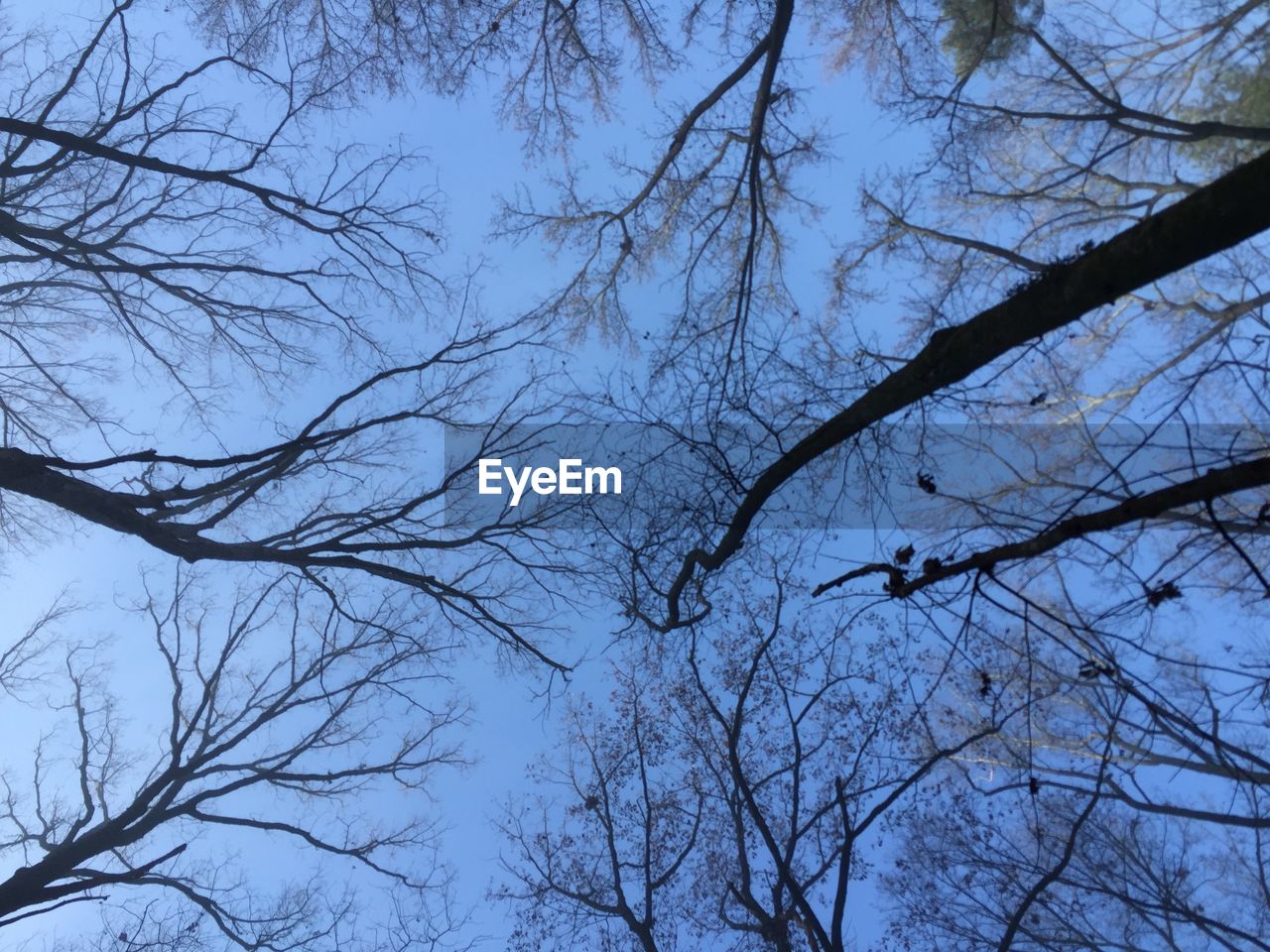 LOW ANGLE VIEW OF BARE TREES AGAINST SKY