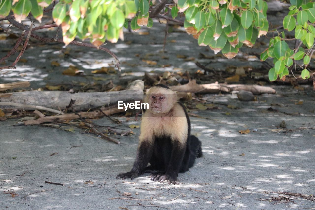 MONKEY SITTING ON PLANT