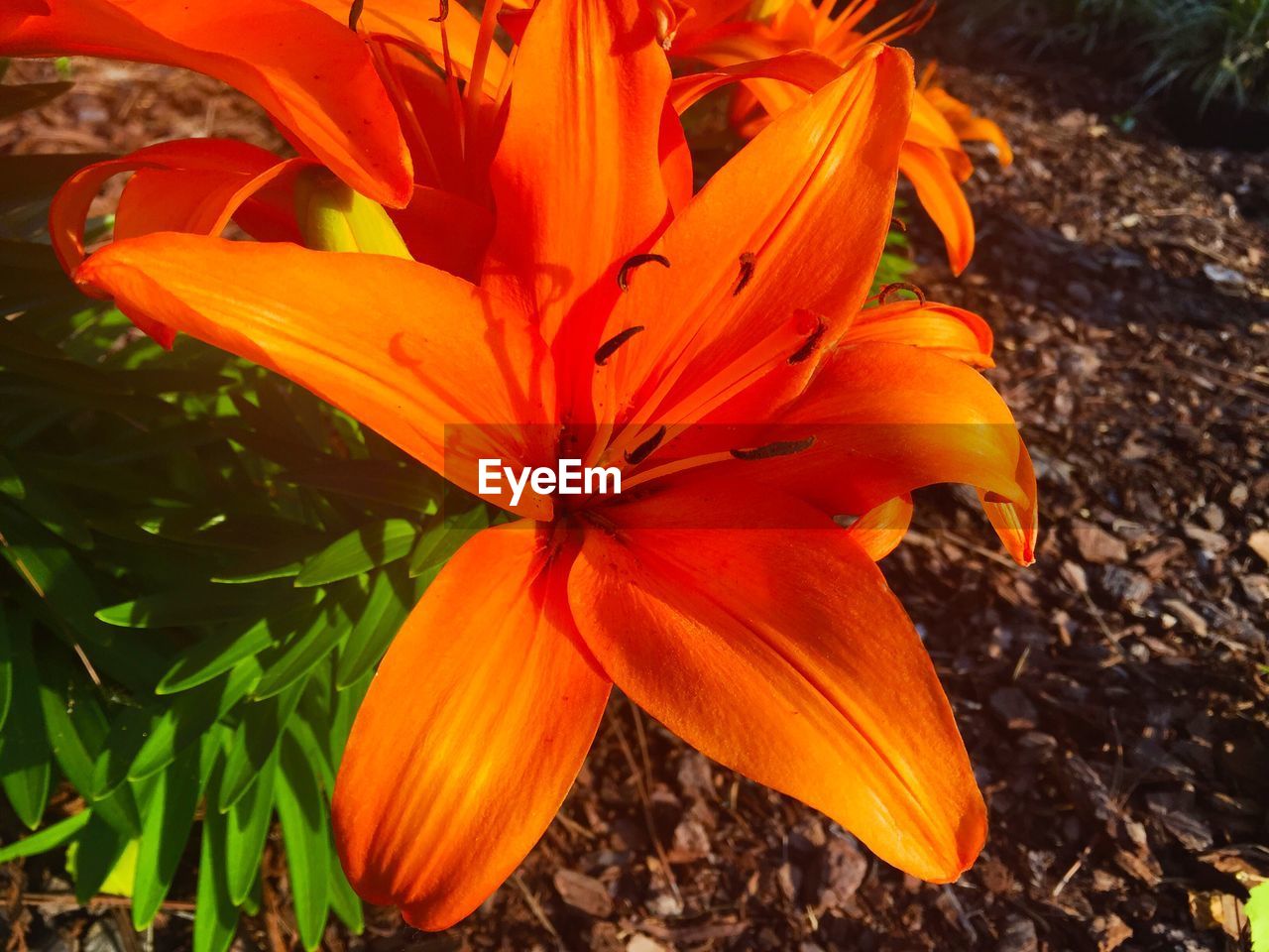 Close-up of fresh orange flower in bloom