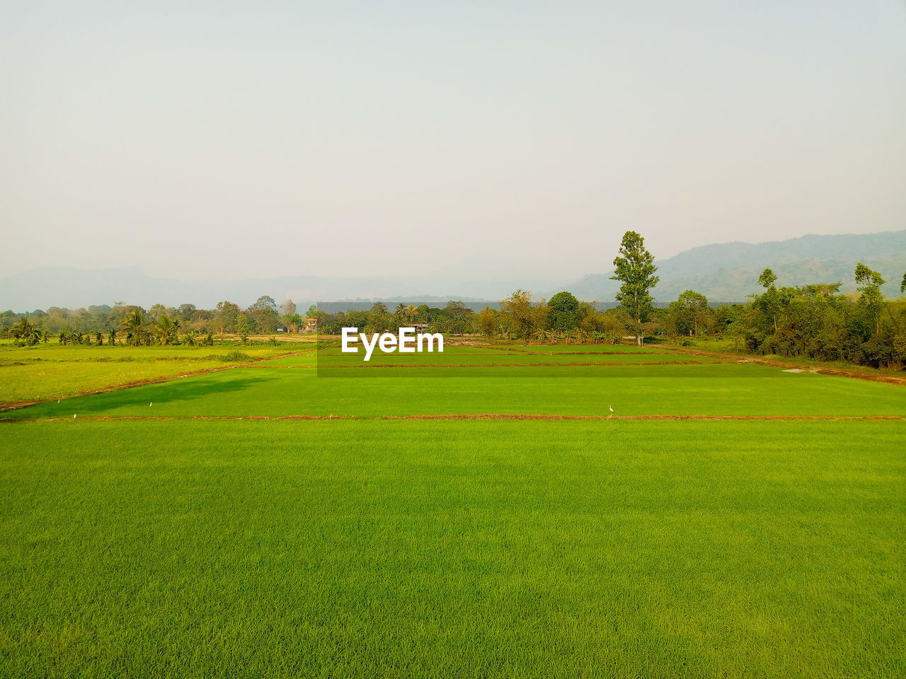 Scenic view of field against clear sky