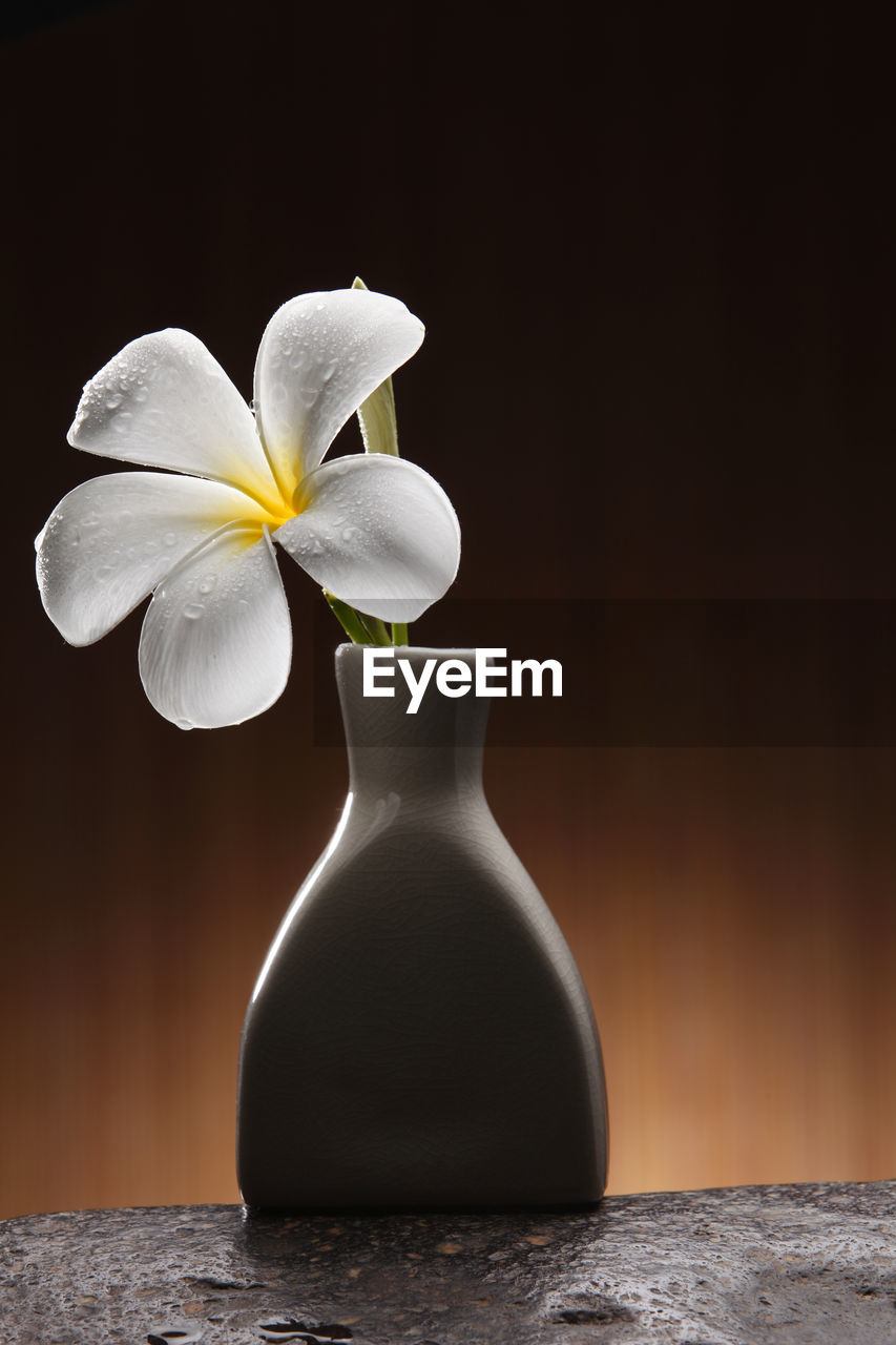 Single frangipani in the vase